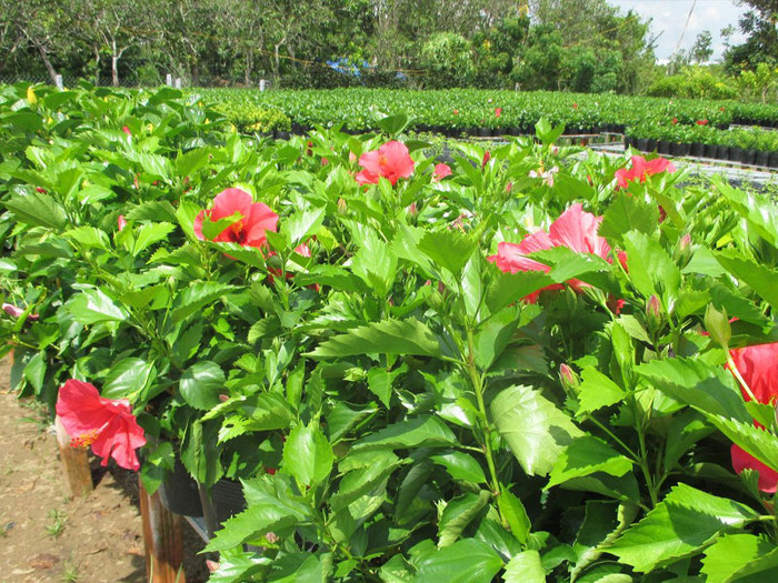 Hàng rào cây dâm bụt