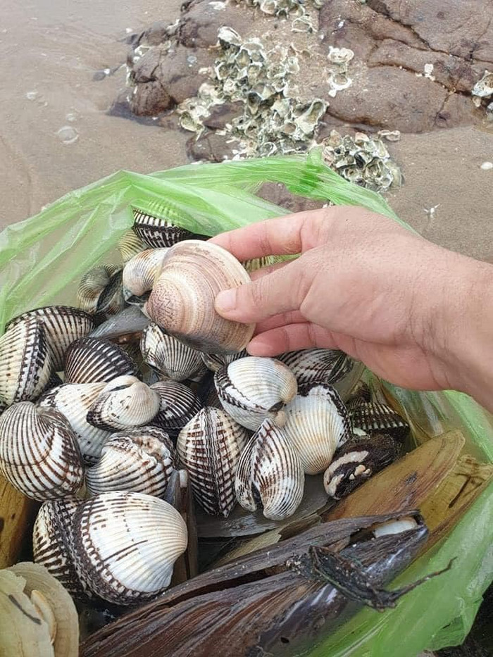 Ngoài nhặt cá, người dân còn nhặt được rất nhiều hải sản khác như ốc, hến