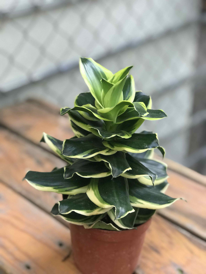 Thiết mộc lan khá rẻ, chỉ từ 70.000 - 100.000 đồng/cây