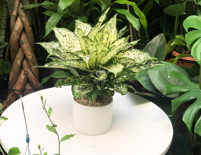 Cây ngọc ngân là một loại cây phong thủy giúp thu hút vận may.