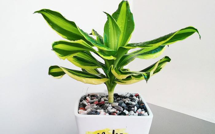 Có 5 loại cây phong thủy để bàn này, công việc chắc chắn thăng tiến, giá chỉ 180.000 đồng/cây Ảnh 2