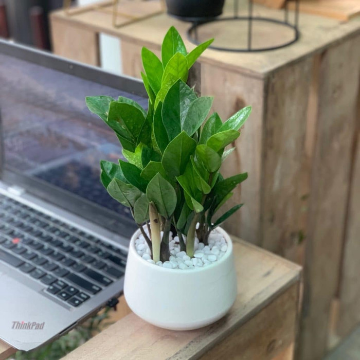 Cây kim tiền rất được ưa chuộng bởi vì rất hợp phong thủy