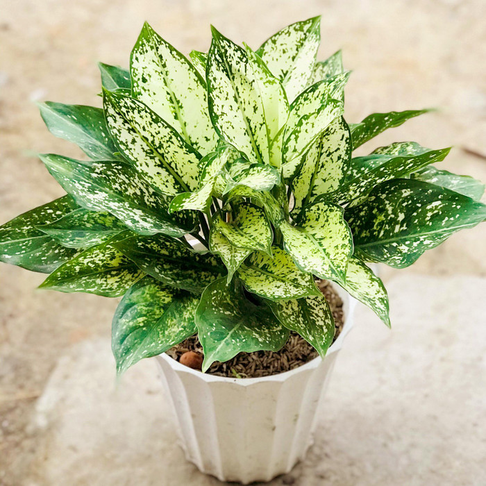 Người dùng cây ngọc ngân để trên bàn làm việc sẽ gặp nhiều đại cát đại lợi