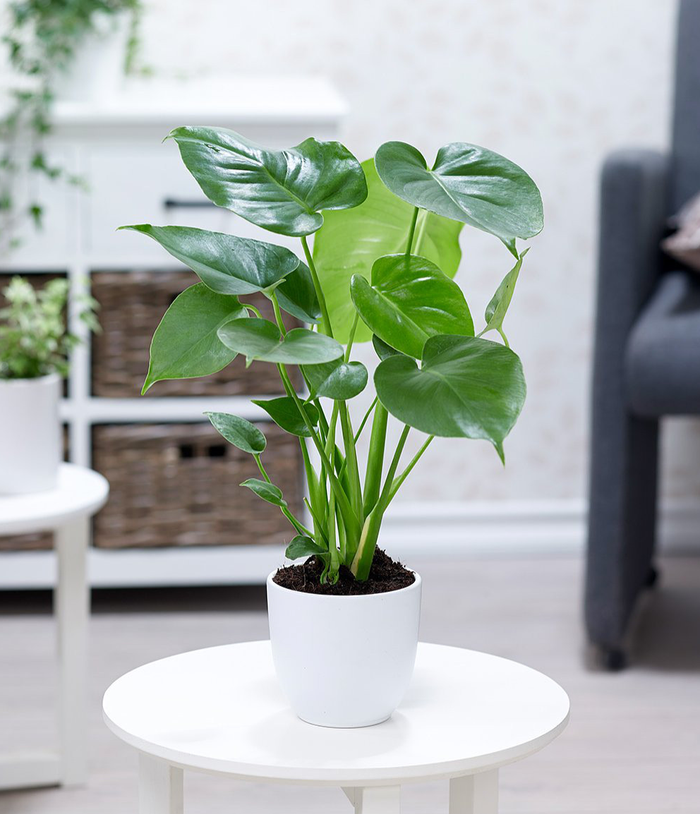 Cây tai phật có hình dáng như tai Đức Phật được ưa chuộng để bàn làm việc vì mong muốn có được sự may mắn mà thần linh ban cho