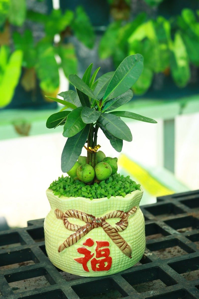 Cây may mắn cực kỳ được ưa chuộng