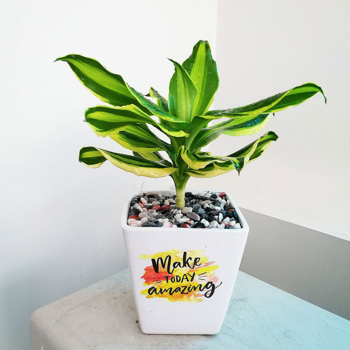 Thiết mộc lan được cho là cây tướng quân, đem lại cảm giác cứng cỏi