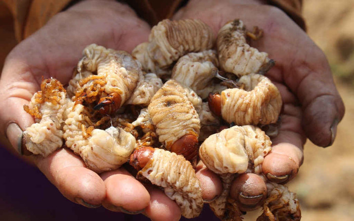 Loại sâu ai nhìn cũng sợ, giờ thành đặc sản không phải ai muốn cũng ăn được, 300.000 đồng/kg Ảnh 2