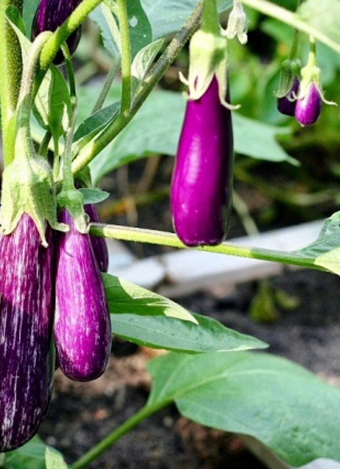 Loại quả bán đầy ngoài chợ giàu vitamin C với nhiều lợi ích bất ngờ Ảnh 4