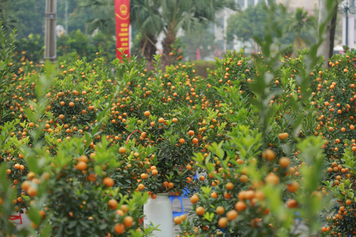 Những chậu quất nằm trải dài trên đường Lạc Long Quân tạo khung cảnh cực đẹp mắt giữa lúc không khí Tết đang đến gần