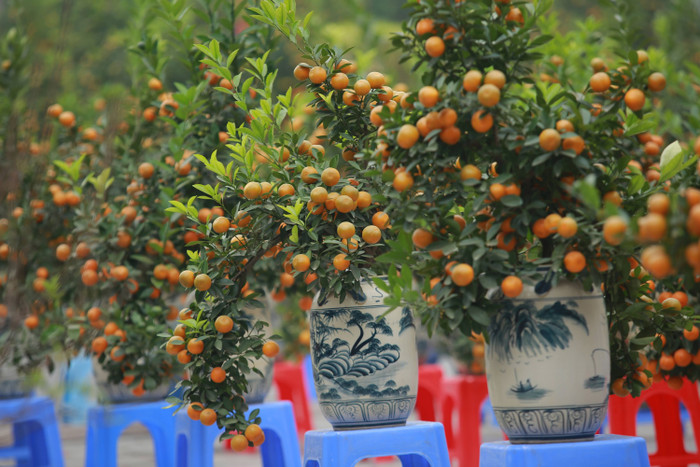 Với nhiều mức giá khác nhau, người dân có sự lựa chọn đa dạng khi mua sắm quất chơi Tết