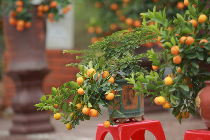 Những chậu quất được tạo hình đẹp mắt
