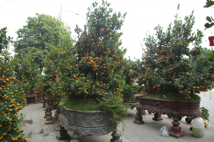 Không chỉ bán, chủ nhà vườn còn có dịch vụ cho thuê để chơi Tết nếu khách hàng có nhu cầu. 