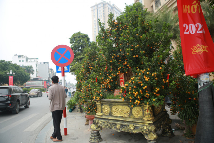 Với cây quất 'khủng' trị giá 80 triệu đồng, nếu để cho thuê, khách phải bỏ ra 60 triệu đồng mới thuê được để chơi xuyên suốt dịp Tết