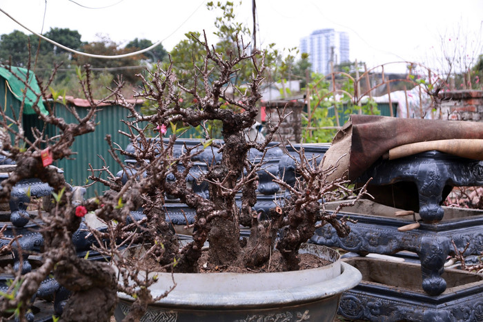 Đào Thất Thốn có giá bán rất cao, dao động trong khoảng vài chục triệu đồng