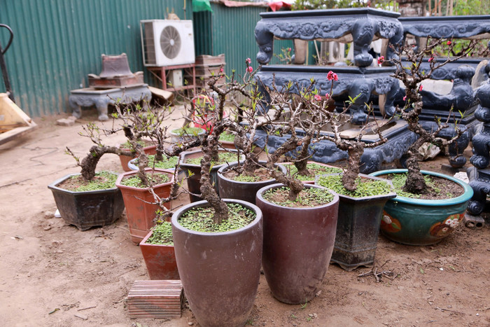 Năm mới nghe nghệ nhân làng Nhật Tân kể chuyện chăm 'đào tiến vua' Ảnh 7