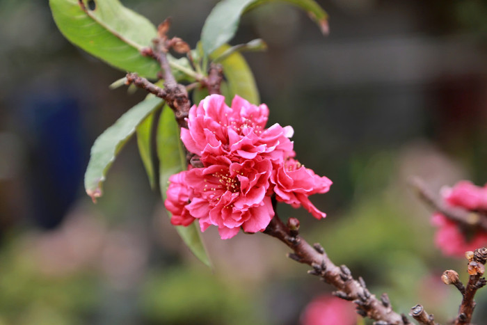 Đào Thất Thốn trồng trong 3 năm mới đơm hoa, 7 năm cây ra hoa kép và mỗi tầng hoa có 7 cánh.