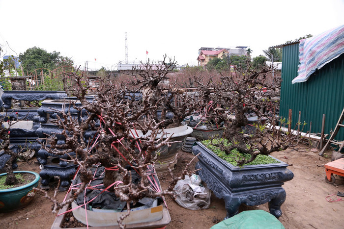 Năm mới nghe nghệ nhân làng Nhật Tân kể chuyện chăm 'đào tiến vua' Ảnh 6