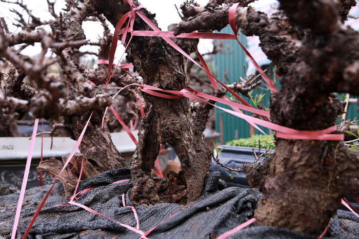 Cây đào Thất Thốn mang lại giá trị kinh tế cao nhưng việc chăm sóc lại không dễ dàng chút nào