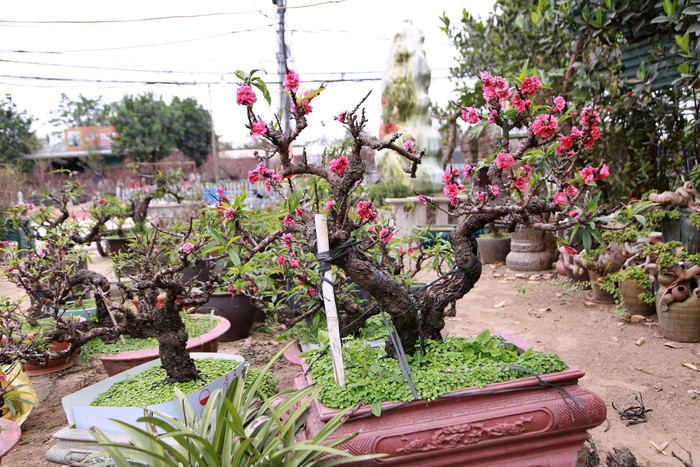 Năm mới nghe nghệ nhân làng Nhật Tân kể chuyện chăm 'đào tiến vua' Ảnh 5