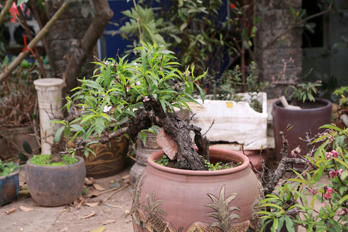 Một cây đào Thất Thốn với màu hoa hồng nhạt 