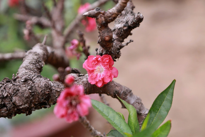 Cận cảnh cánh đào Thất Thốn
