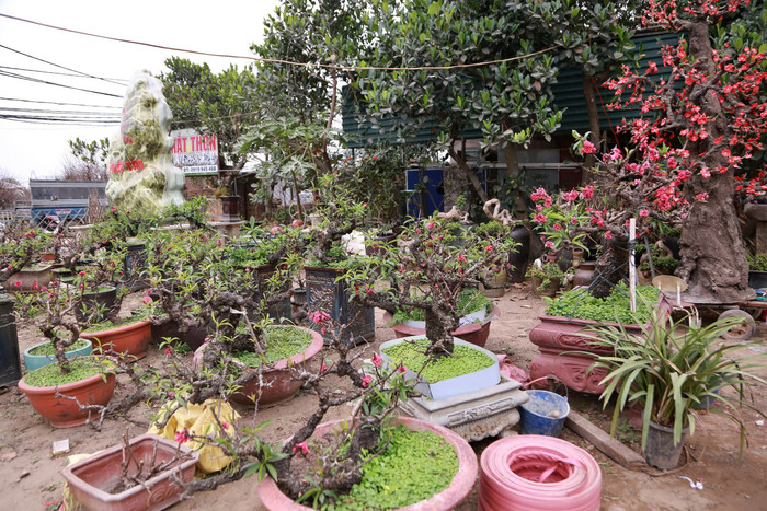 Những cây đào Thất Thốn với nhiều thế, hình dáng và kích thước khác nhau