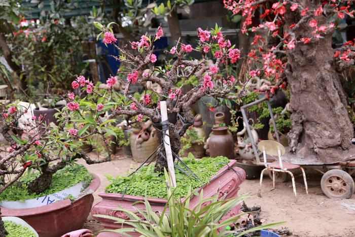 Những cây đào Thất Thốn cực kỳ 'đỏng đảnh' vì khó trồng và khó chăm sóc