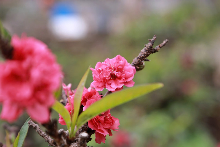 Loại đào này thường được gắn với các mỹ từ như: đào tiến vua, đào vương giả, đào dành cho giới nhà giàu