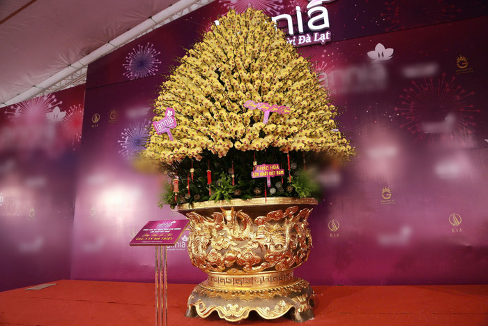 Lan hồ điệp tràn ngập phố Hà Nội dịp cận Tết, có chậu dát vàng gần 4 tỷ đồng Ảnh 13