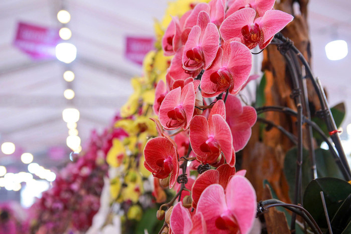 Lan hồ điệp tràn ngập phố Hà Nội dịp cận Tết, có chậu dát vàng gần 4 tỷ đồng Ảnh 3