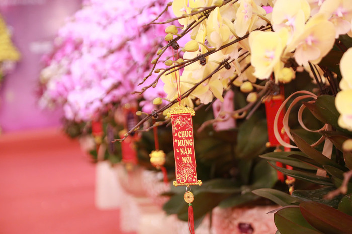 Lan hồ điệp tràn ngập phố Hà Nội dịp cận Tết, có chậu dát vàng gần 4 tỷ đồng Ảnh 5