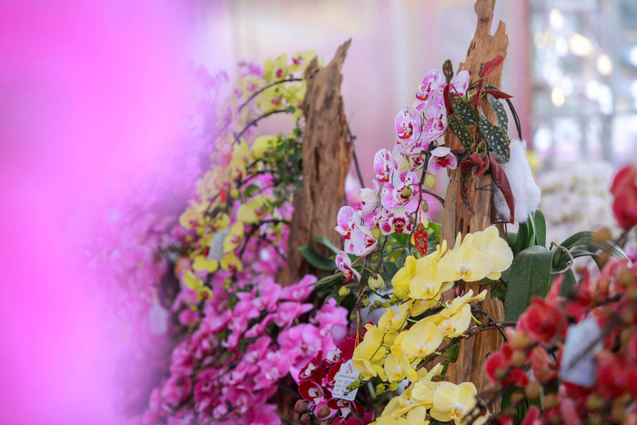 Lan hồ điệp tràn ngập phố Hà Nội dịp cận Tết, có chậu dát vàng gần 4 tỷ đồng Ảnh 4