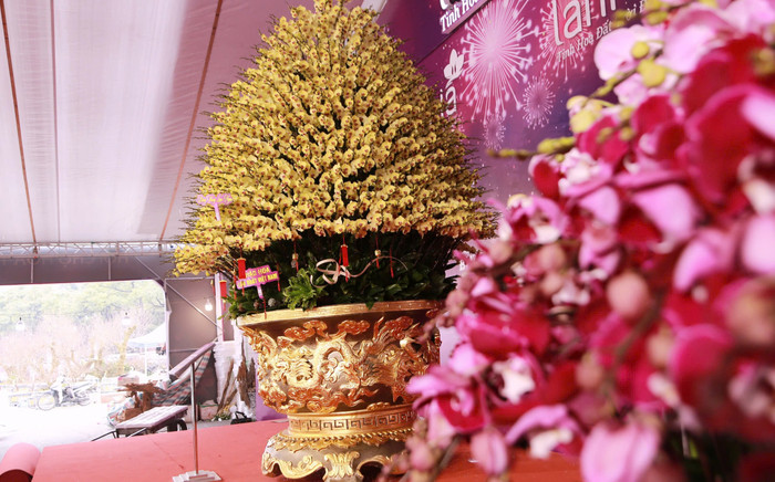 Lan hồ điệp tràn ngập phố Hà Nội dịp cận Tết, có chậu dát vàng gần 4 tỷ đồng Ảnh 2