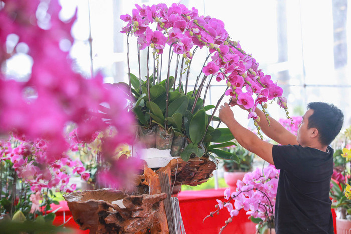 Lan hồ điệp tràn ngập phố Hà Nội dịp cận Tết, có chậu dát vàng gần 4 tỷ đồng Ảnh 8