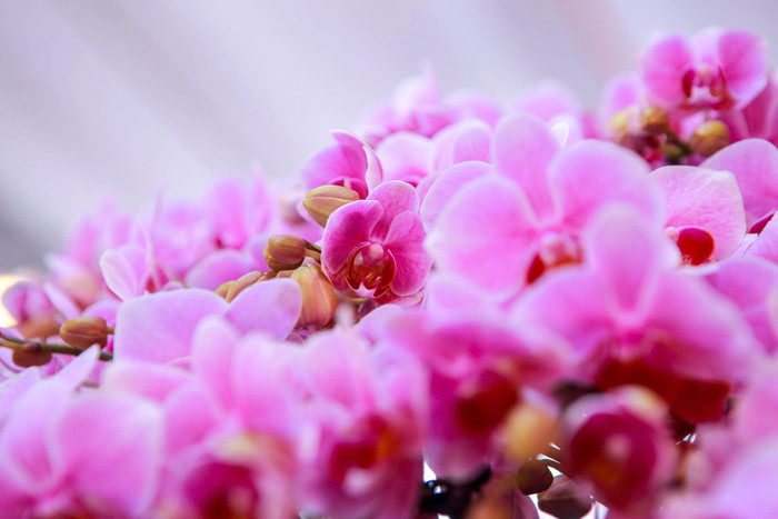 Lan hồ điệp tràn ngập phố Hà Nội dịp cận Tết, có chậu dát vàng gần 4 tỷ đồng Ảnh 7