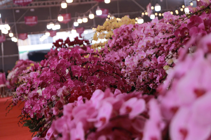 Lan hồ điệp tràn ngập phố Hà Nội dịp cận Tết, có chậu dát vàng gần 4 tỷ đồng Ảnh 10