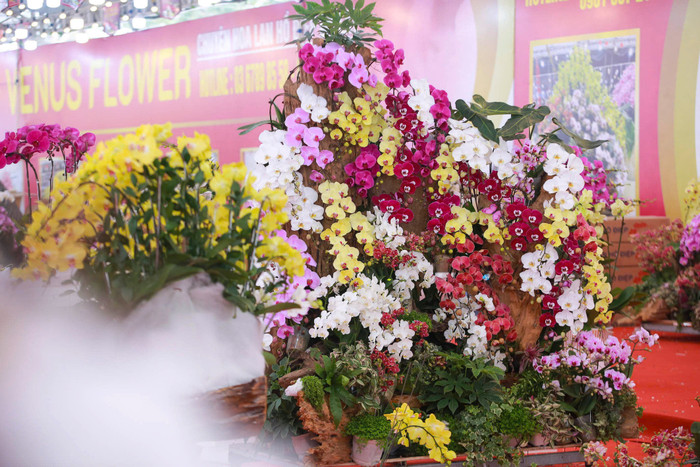 Lan hồ điệp tràn ngập phố Hà Nội dịp cận Tết, có chậu dát vàng gần 4 tỷ đồng Ảnh 11