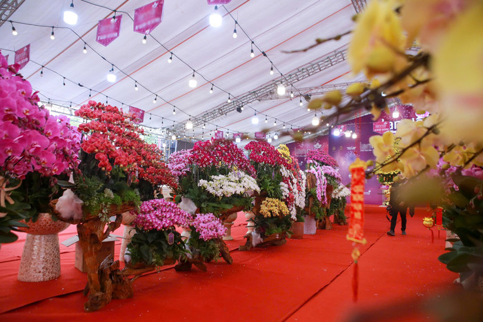 Lan hồ điệp tràn ngập phố Hà Nội dịp cận Tết, có chậu dát vàng gần 4 tỷ đồng Ảnh 2