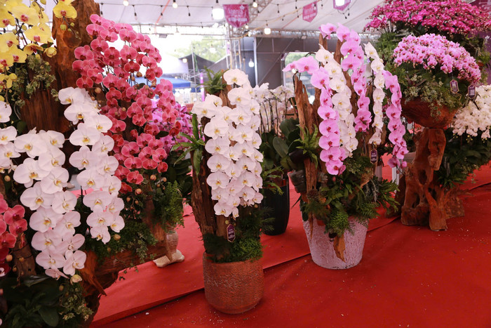 Lan hồ điệp tràn ngập phố Hà Nội dịp cận Tết, có chậu dát vàng gần 4 tỷ đồng Ảnh 9