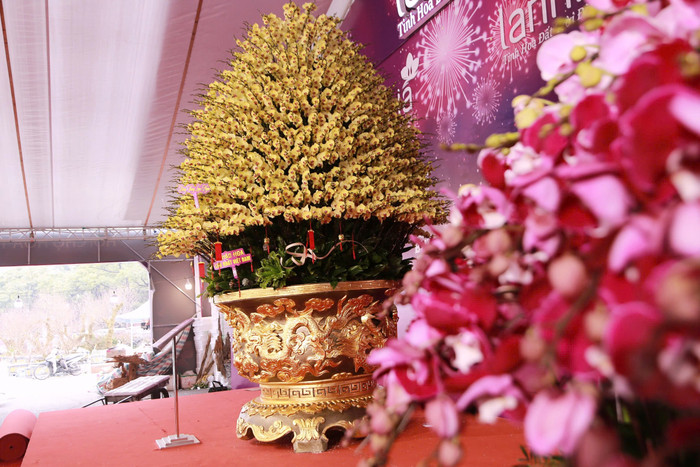 Cận cảnh chậu lan trị giá gần 4 tỷ đồng