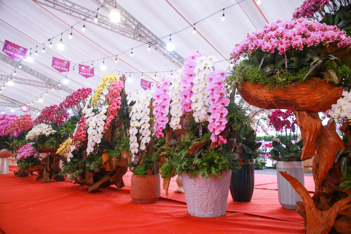 Lan hồ điệp tràn ngập phố Hà Nội dịp cận Tết, có chậu dát vàng gần 4 tỷ đồng Ảnh 1