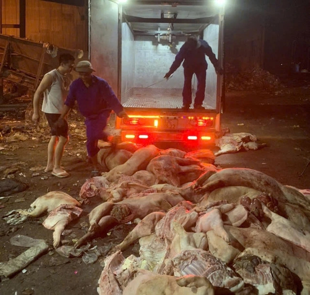 Công an tỉnh Bình Phước phát hiện xe tải chở một lượng lớn heo chết đợi tiêu thụ. Ảnh: Báo Lao động
