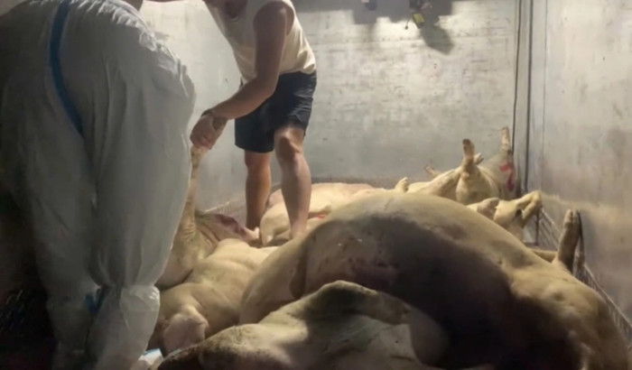 Gần 700 kg heo chết trong được dự trữ trong một nhà kho nhỏ. Ảnh: Báo Lao động