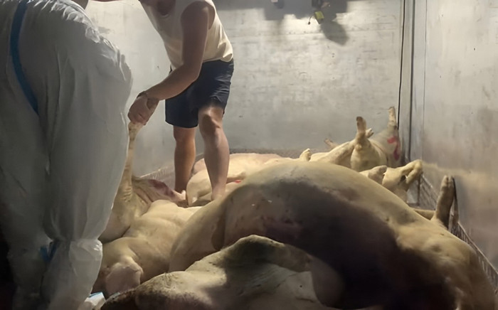 Lén lút dự trữ hơn 1,7 tấn heo chết chờ tiêu thụ trong dịp Tết Nguyên Đán Ảnh 2
