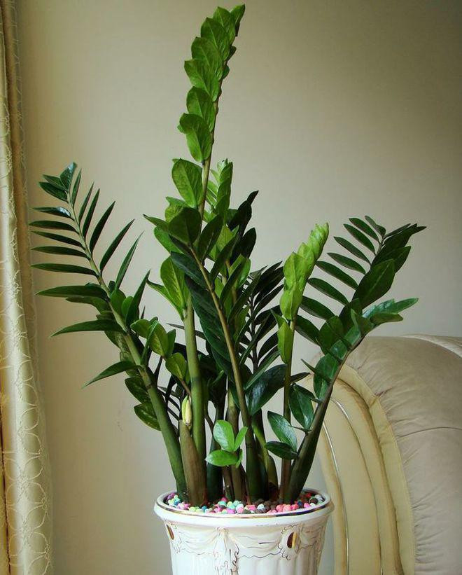 5 loại cây đặt trong nhà ngày Tết giúp tài lộc đổ về như nước Ảnh 1