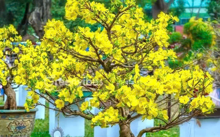 5 loại cây đặt trong nhà ngày Tết giúp tài lộc đổ về như nước Ảnh 2