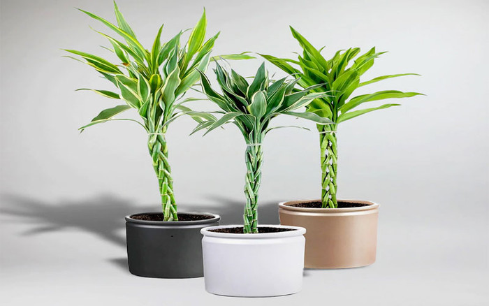 5 loại cây đặt trong nhà ngày Tết giúp tài lộc đổ về như nước Ảnh 2