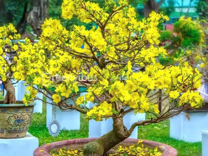 5 loại cây đặt trong nhà ngày Tết giúp tài lộc đổ về như nước Ảnh 3