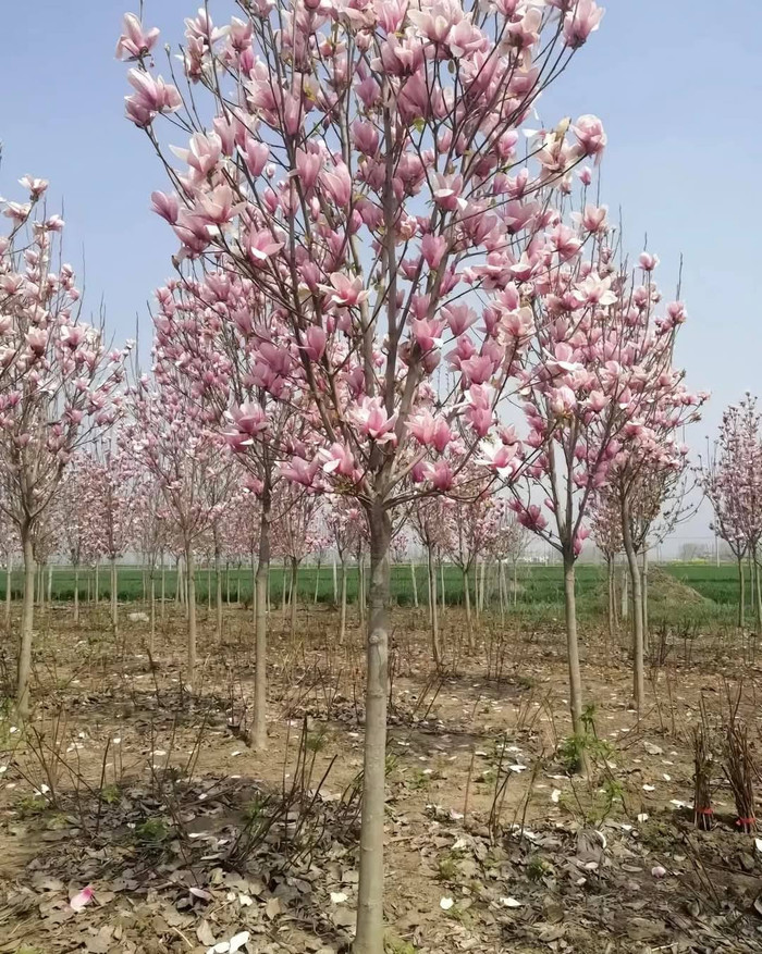 Hoa mộc lan bán theo cây có giá từ 4 - 5 triệu/cây. (Ảnh FB Ti Trần)