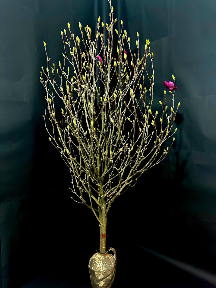 Chơi hoa mộc lan thành hot trend cận Tết, khách hàng chẳng ngại bỏ tiền triệu để rinh về Ảnh 5